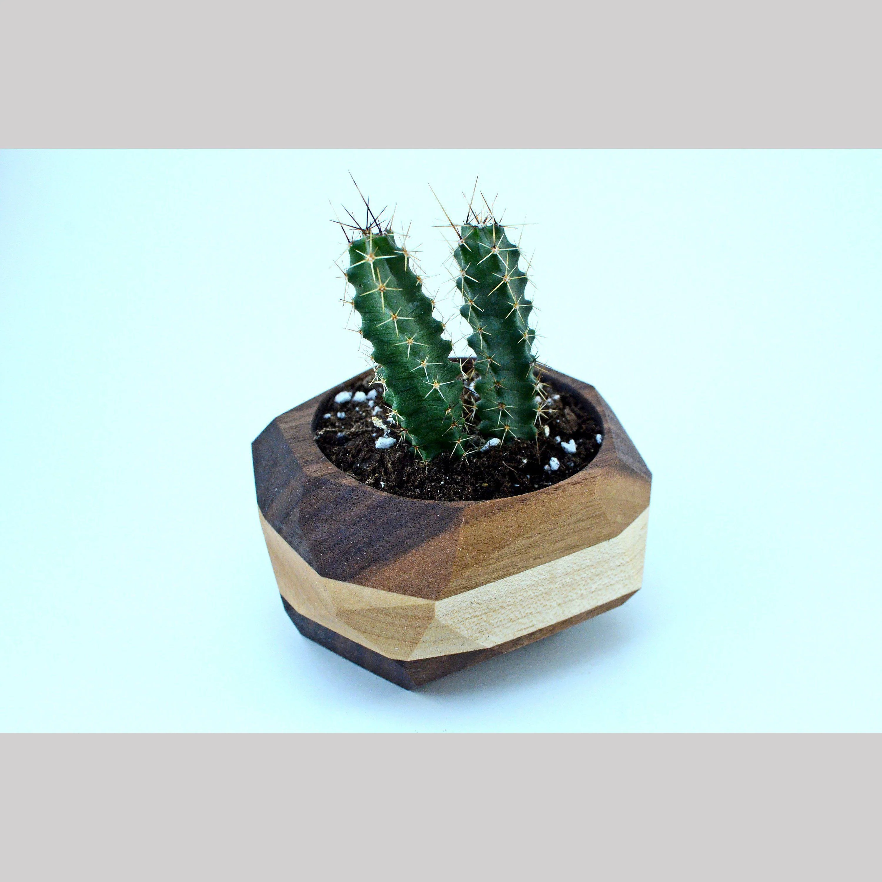 Maple and Walnut Planter - Image 3